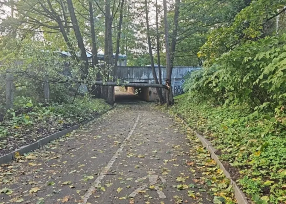 Rīgā vējš nolauž koku uz veloceliņa; glābēji saņēmuši daudzus izsaukumus