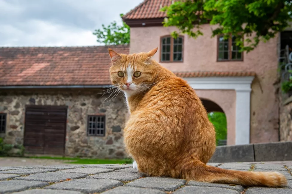 Rūsiņš – Šlokenbekas Muižas Spalvainais Ballētājs un Modelis, Kurš Iekarojis Visu Sirdis