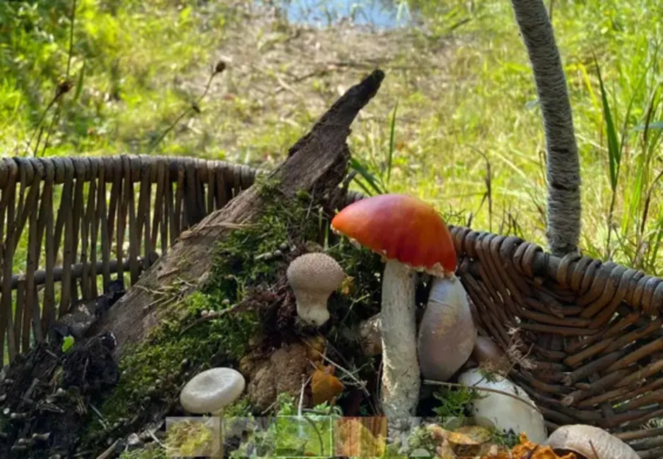 Sēņu Burvība Rīgas Sirdī: Pirmā Izstāde Pie Brīvības Pieminekļa Pārsteidz Ar Dabas Maģiju un Tradīcijām