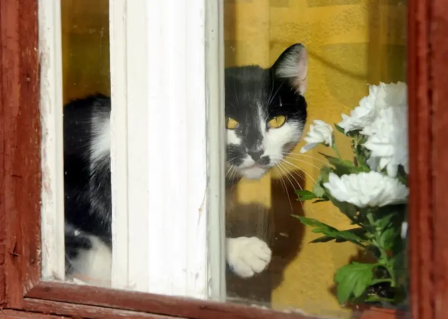 Šogad iedzīvotājiem mājokļa pabalstos izmaksāti jau vairāk nekā 30 miljoni eiro