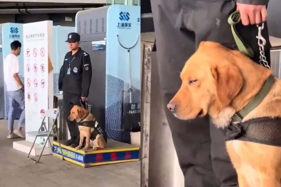 VIDEO: Saguris, bet varonīgs – policijas suns Ķīnā kļūst par interneta zvaigzni un atgādina par dienesta dzīvnieku nenovērtējamo darbu un vajadzību pēc atpūtas