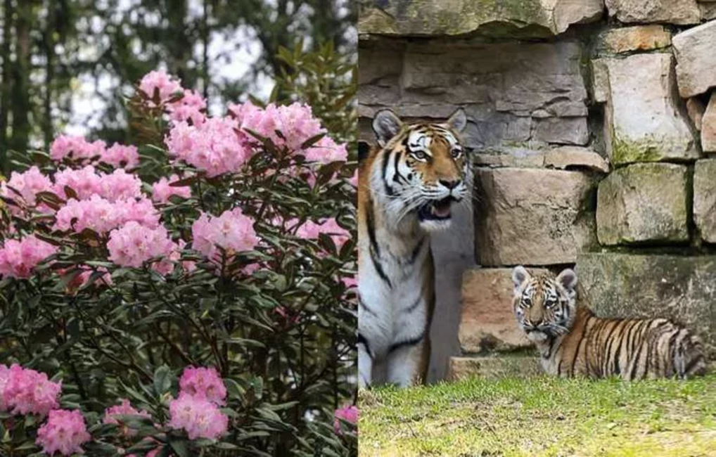 Vai Jūsu Vārdā Mīt Augs vai Dzīvnieks? Rīgas Zoo un Salaspils Botāniskais Dārzs Aicina uz Akciju “Flora vs. Fauna”!