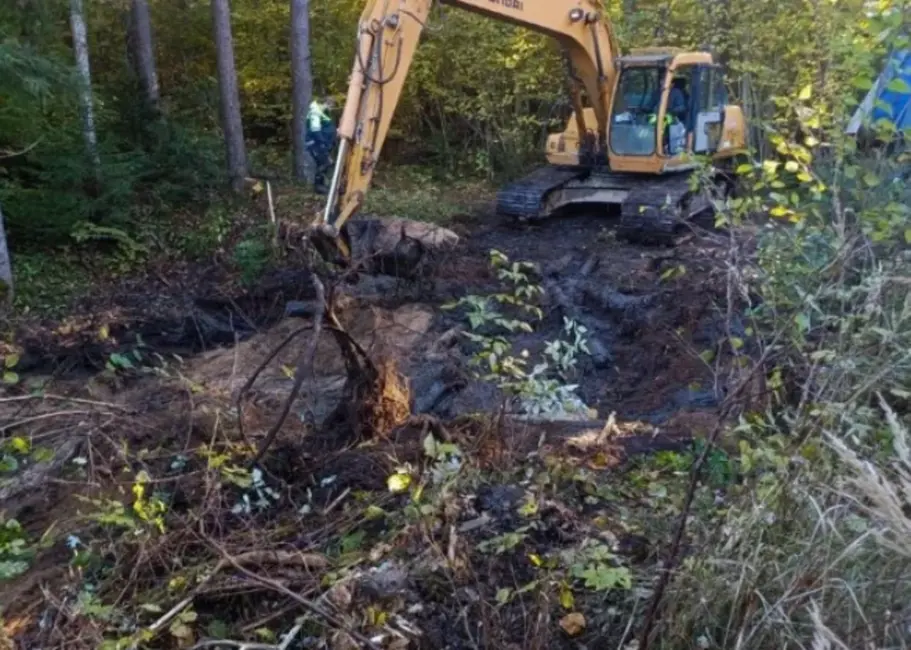 Vai tīrs mežs ir sapnis? “Latvijas valsts meži” iegulda milzu pūles, lai tā būtu realitāte