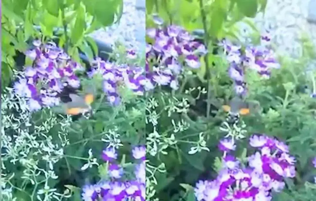 Valmierā manīts eksotiskais rudens sfings, ko bieži jauc ar kolibri