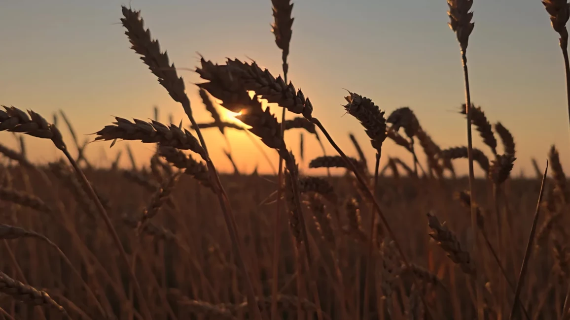 Vasaras Saulstāvju Laika Dejas: Latvijā Šodien Iespējams Īslaicīgs Lietus, +20°C un Brāzmains Vējš