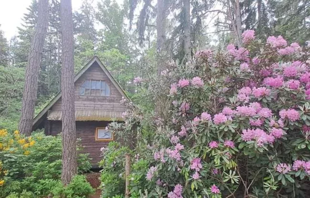 Vasaras vakara idille: Ziedošie rododendri gaida netālu no Rīgas jūras