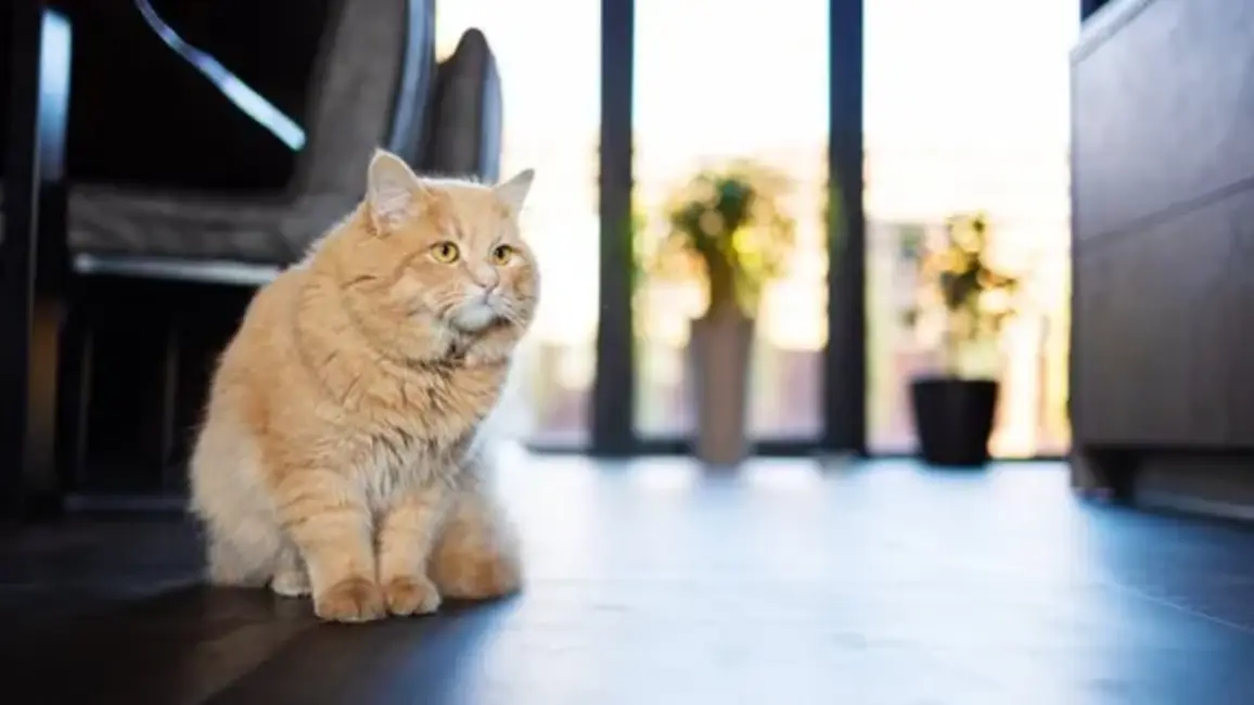 Viltus policisti izkrāpj dzīvokļus: Valsts policija brīdina par jaunu krāpšanas shēmu