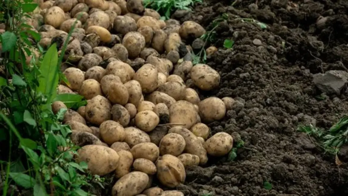 Zemnieki dusmīgi: Solītais pārtikas cenu kritums izpaliek, sadarbība ar tirgotājiem pasliktinās